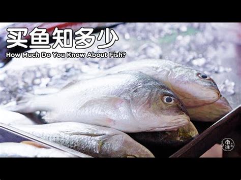 魚代表什麼|魚